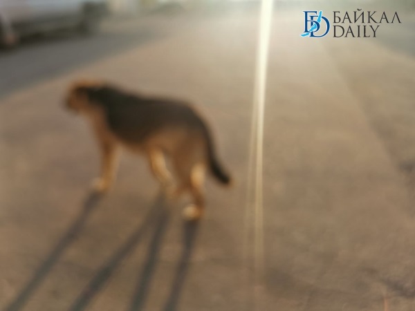 Собака, покусавшая школьника за лицо в райцентре в Бурятии, оказалась домашней