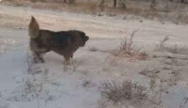 Свора собак держит в страхе школьников на севере Бурятии 