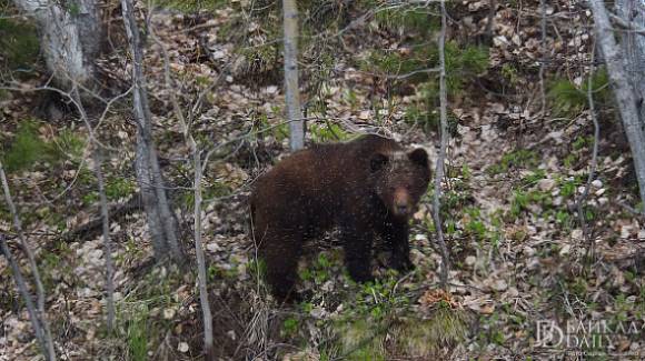 В Бурятии медведя видели недалеко от пляжа в Горячинске 