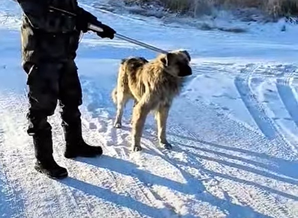 В Улан-Удэ предложили всерьёз взяться за владельцев крупных собак 