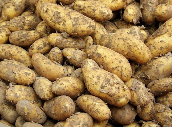 Современное картофеле- и овощехранилище появится в Бурятии 