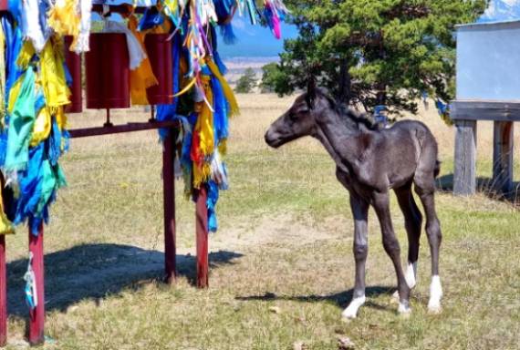В Бурятии благодаря туристам воссоединилась лошадиная семья 