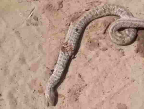 В пригороде Улан-Удэ нашли раздавленную змею   