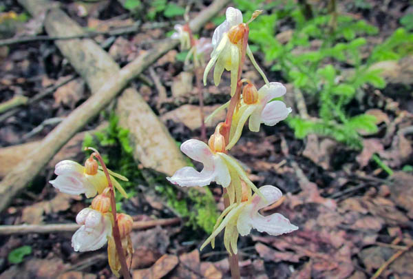 В заповеднике Бурятии обнаружили редкую орхидею