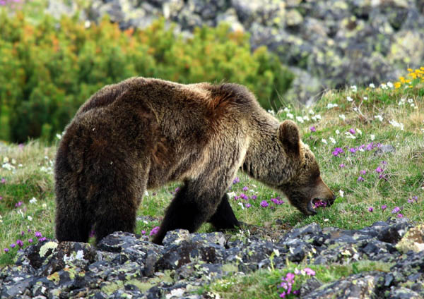 В заповеднике Забайкалья зафиксировали скопление бурых медведей