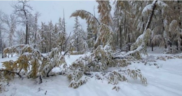 В районе Бурятии во время снегопада повалило два десятка деревьев