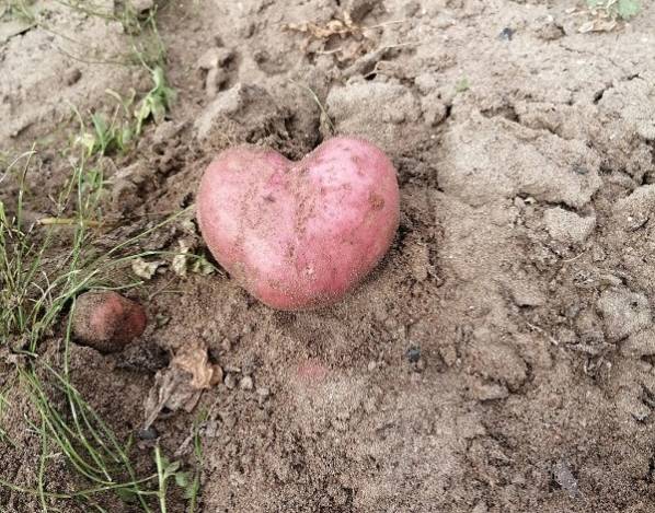 «Выращена с любовью»: Жители Бурятии выкапывают картошку в виде сердечек