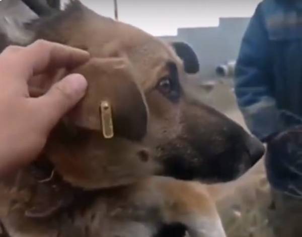 В Улан-Удэ нашлась хозяйка собаки, просидевшей два дня в колодце  
