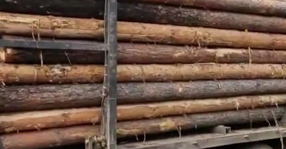 Двух жителей Бурятии и гражданина Китая осудили за контрабанду леса 