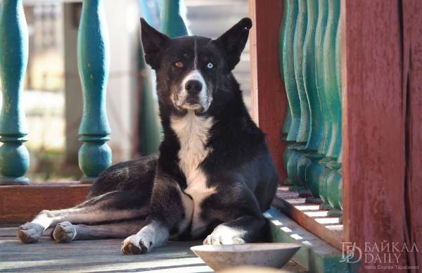 Владельцев домашних собак в Бурятии возьмут под жёсткий контроль