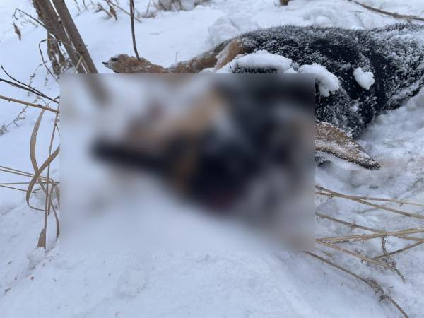 Житель Иркутской области до смерти забил своего пса отвёрткой 