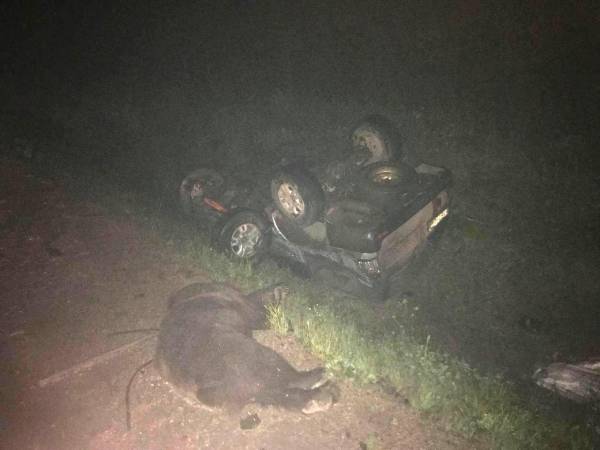 В Иркутской области в ДТП погибли медведь и водитель внедорожника 