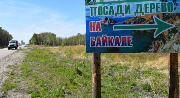 В Бурятии акция по высадке деревьев на Байкале оказалась популярной 
