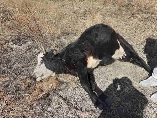Стала известна точная причина гибели двух коров и быка в Бурятии