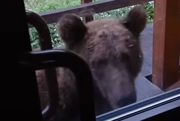 В Бурятии туристов просят не делать селфи с медведем 