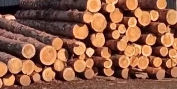 В Иркутске иностранца будут судить по делу о контрабанде леса на 1,4 млрд рублей 