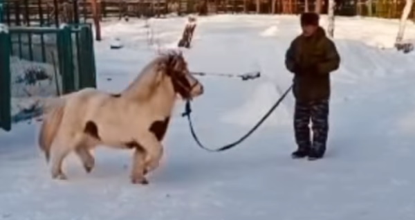 Голубоглазая пони из музея в Улан-Удэ занимается «фитнесом»