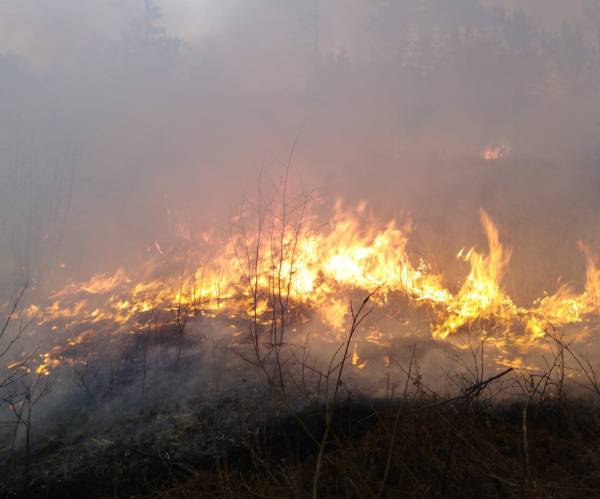Три лесных пожара потушили в Бурятии