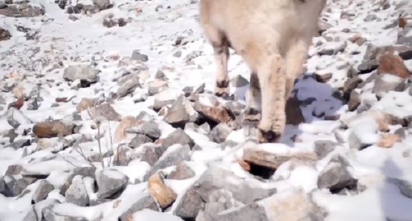 В Бурятии фотоловушка «поймала» сибирского горного козла 