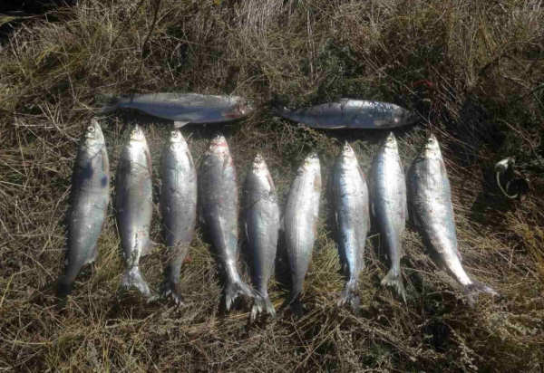 В Бурятии омулёвый браконьер выловил рыбы на 80 тысяч рублей