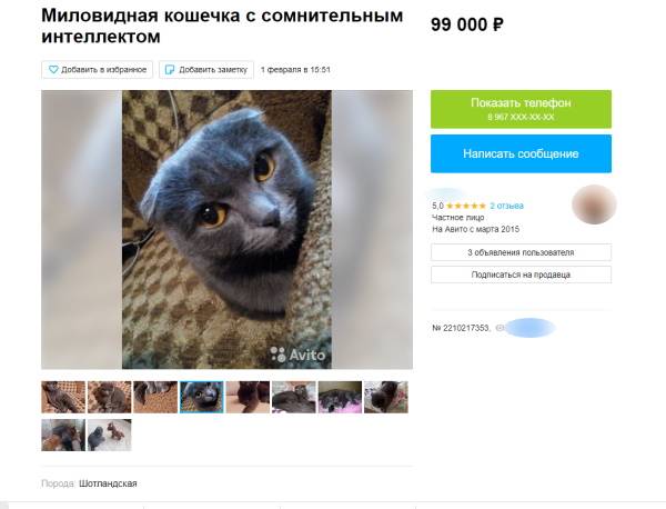 В Улан-Удэ за 99 тысяч продают кошку «с сомнительным интеллектом»