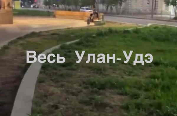 В центре Улан-Удэ опять выросла конопля  