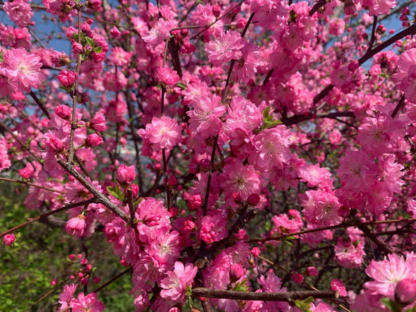 В Иркутске отметят День цветения сакуры
