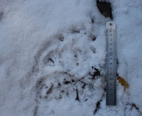 В Прибайкальском нацпарке заметили следы первого проснувшегося медведя