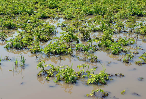 В Забайкалье от паводков пострадали более 3200 хозяйств и дач