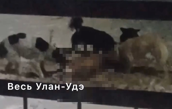 В Улан-Удэ собаки загрызли забежавшую в город косулю 
