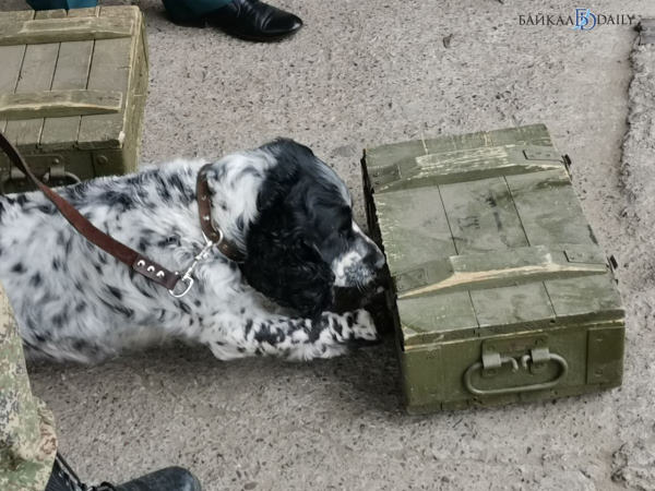 «Деньги пахнут»: Собаки Бурятской таможни показали, на что способны 