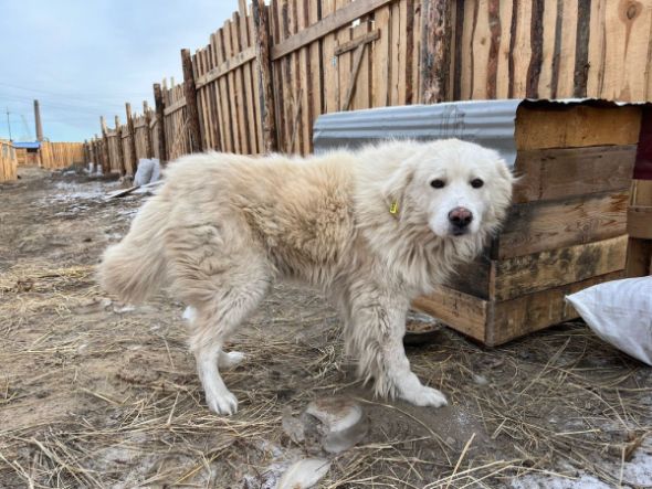 В Улан-Удэ ласковому псу по кличке Снежок ищут любящих хозяев