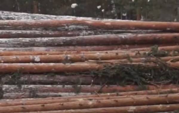 Жителя Иркутской области осудили за рубку леса на 22 млн рублей 