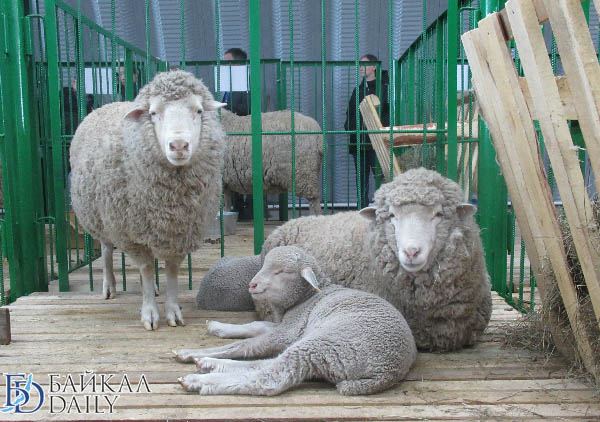 В Забайкалье утвердили программу выставки овец ДФО и СФО
