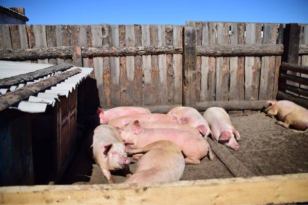 В колонии в Бурятии стало больше свиней 