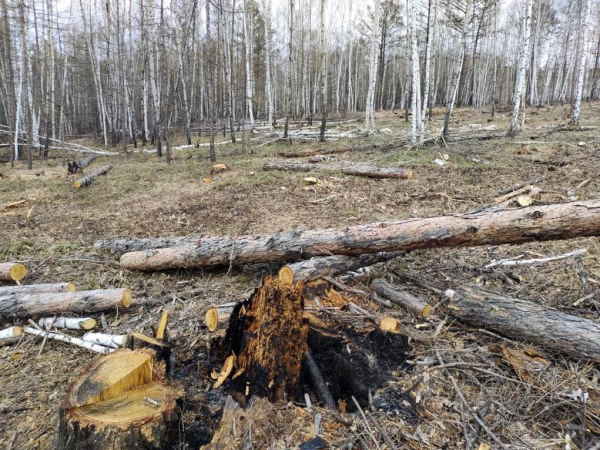 В Забайкалье неизвестные вырубили лес на миллион рублей 
