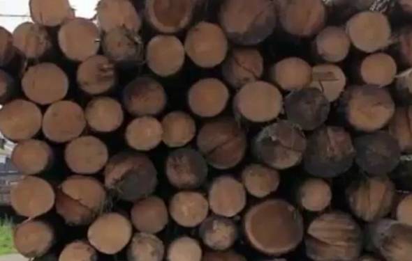 Двое жителей Иркутской области пойдут под суд за контрабанду леса на 400 млн 
