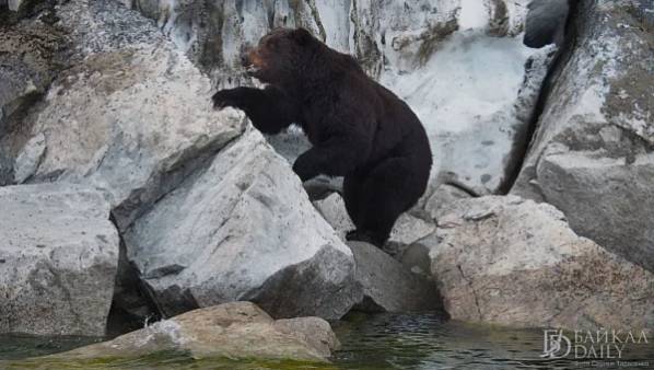 Медведь на севере Бурятии ломился в жилые дома