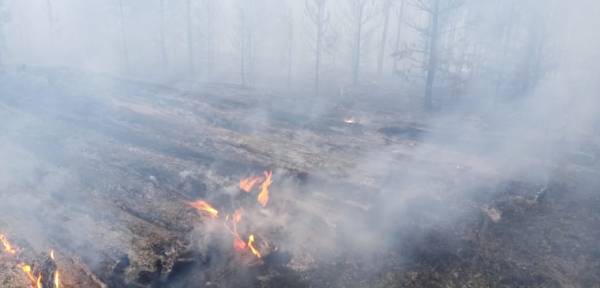 Более 500 человек сражались с огнём в лесах Бурятии 
