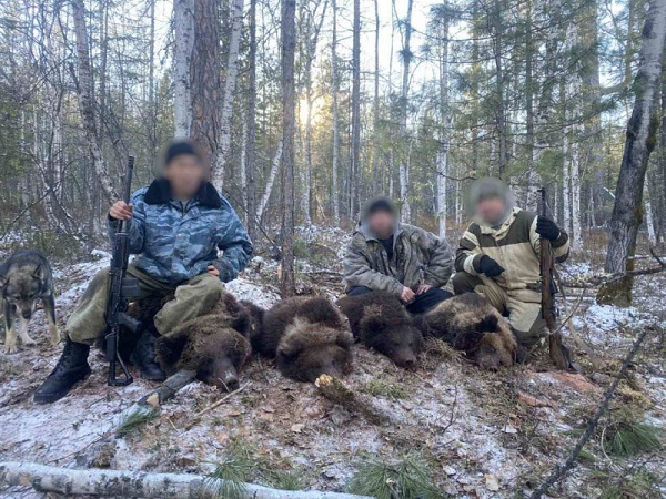 Браконьеры в Иркутской области застрелили медведицу и трёх медвежат 