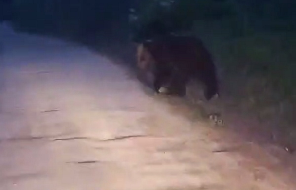 В Бурятии медведи воруют лакомства у туристов 