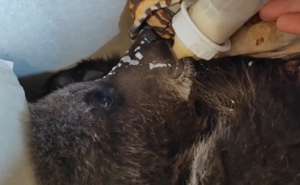 Спасённый мишка в Иркутскую зоогалерею попал в крайне истощённом состоянии
