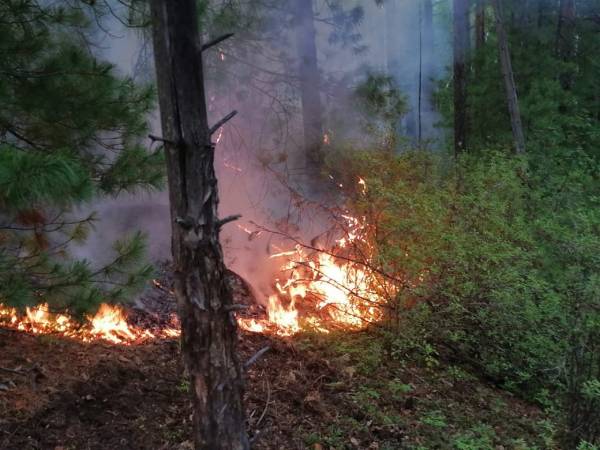 В Бурятии тушат 11 лесных пожаров 