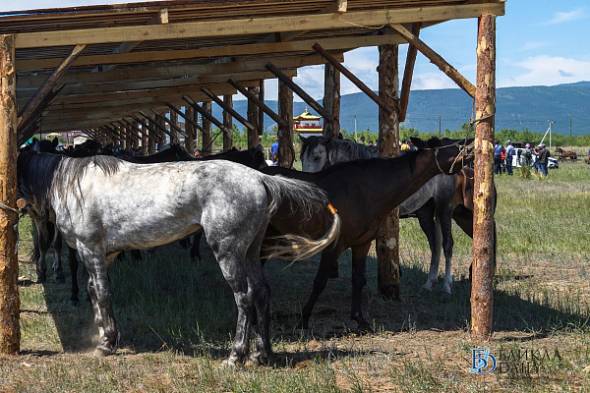 С конных скачек в пригородном районе  Бурятии сняли 17 лошадей