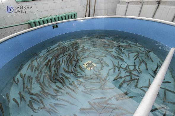  «Живое серебро Байкала»: в Бурятии восстанавливают запасы рыбы  