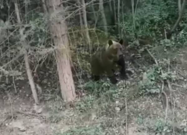 В Иркутской области медведь попрошайничает на трассе 