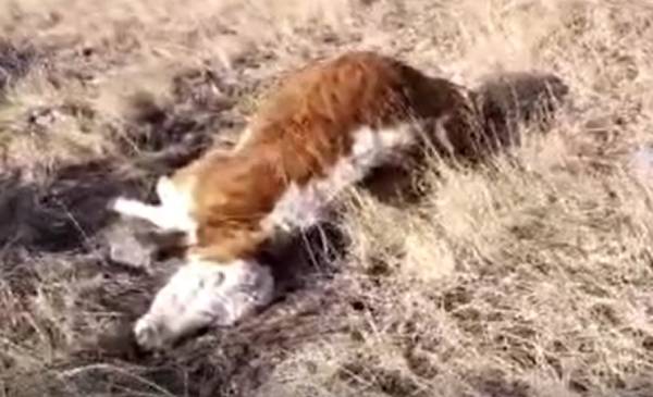 У железнодорожной станции в Бурятии нашли мёртвых коров  и быка