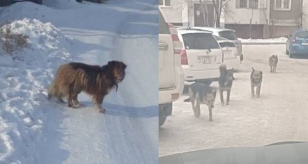 Напала на ребёнка: Улан-удэнцы массово жалуются на агрессивных псов