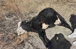 История гибели коров и быка в районе Бурятии становится всё запутаннее