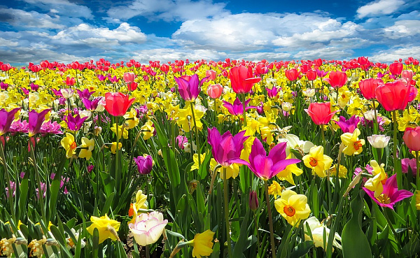 В Иволгинском районе Бурятии отметят праздник цветов